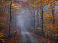 Hans Strand Misty Road