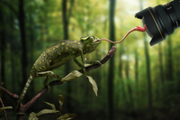 John Wilhelm Is A Photoholic Just A Chameleon Action Shooting