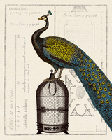 Sue Schlabach Peacock Birdcage Ii