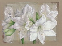 Virginie Cadoret Amaryllis Blanc